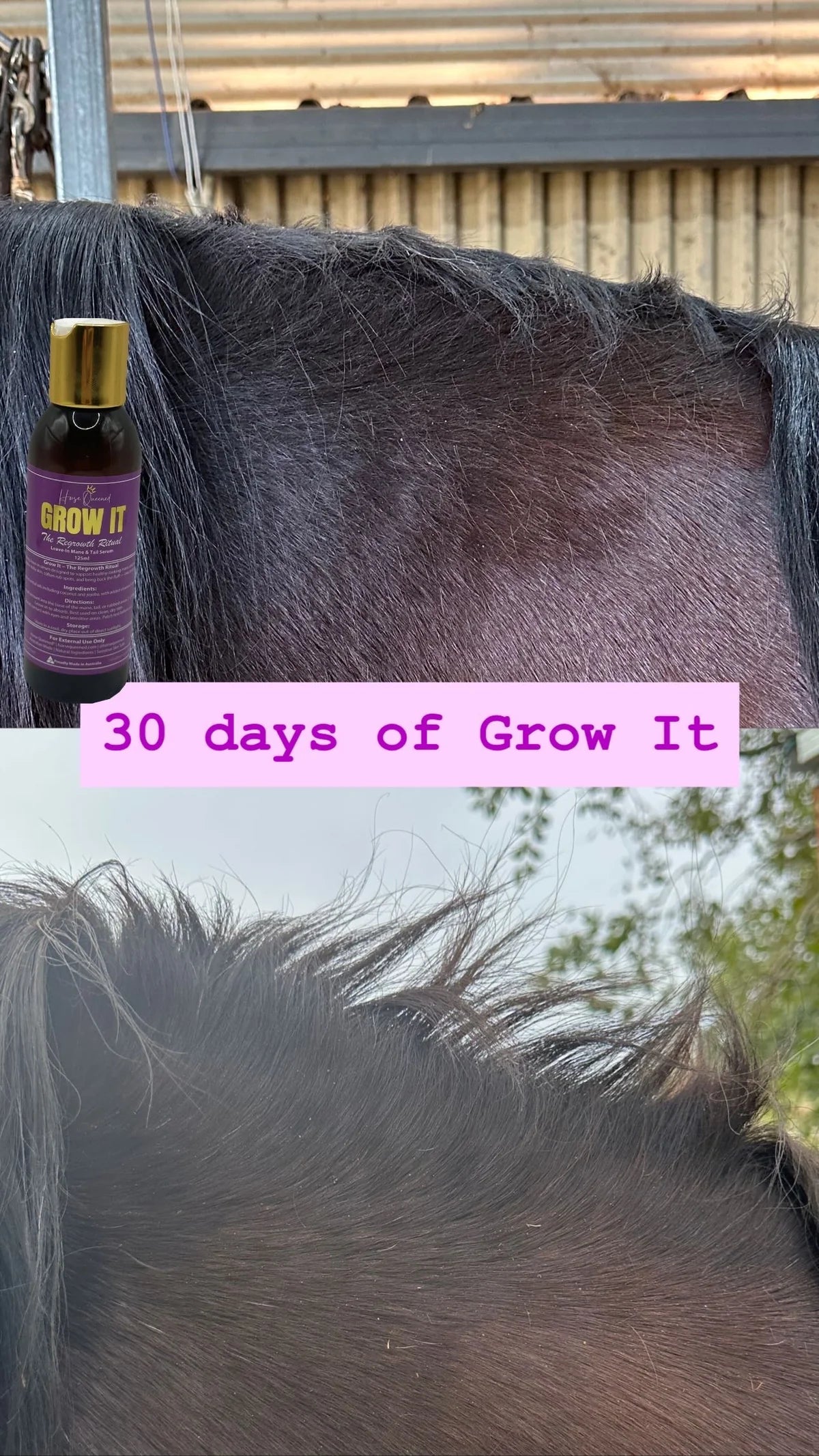 Horse Queened Grow It