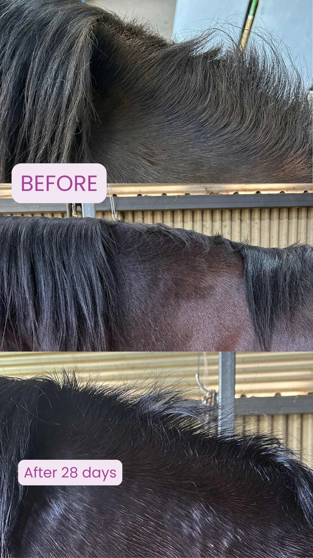Horse Queened Grow It