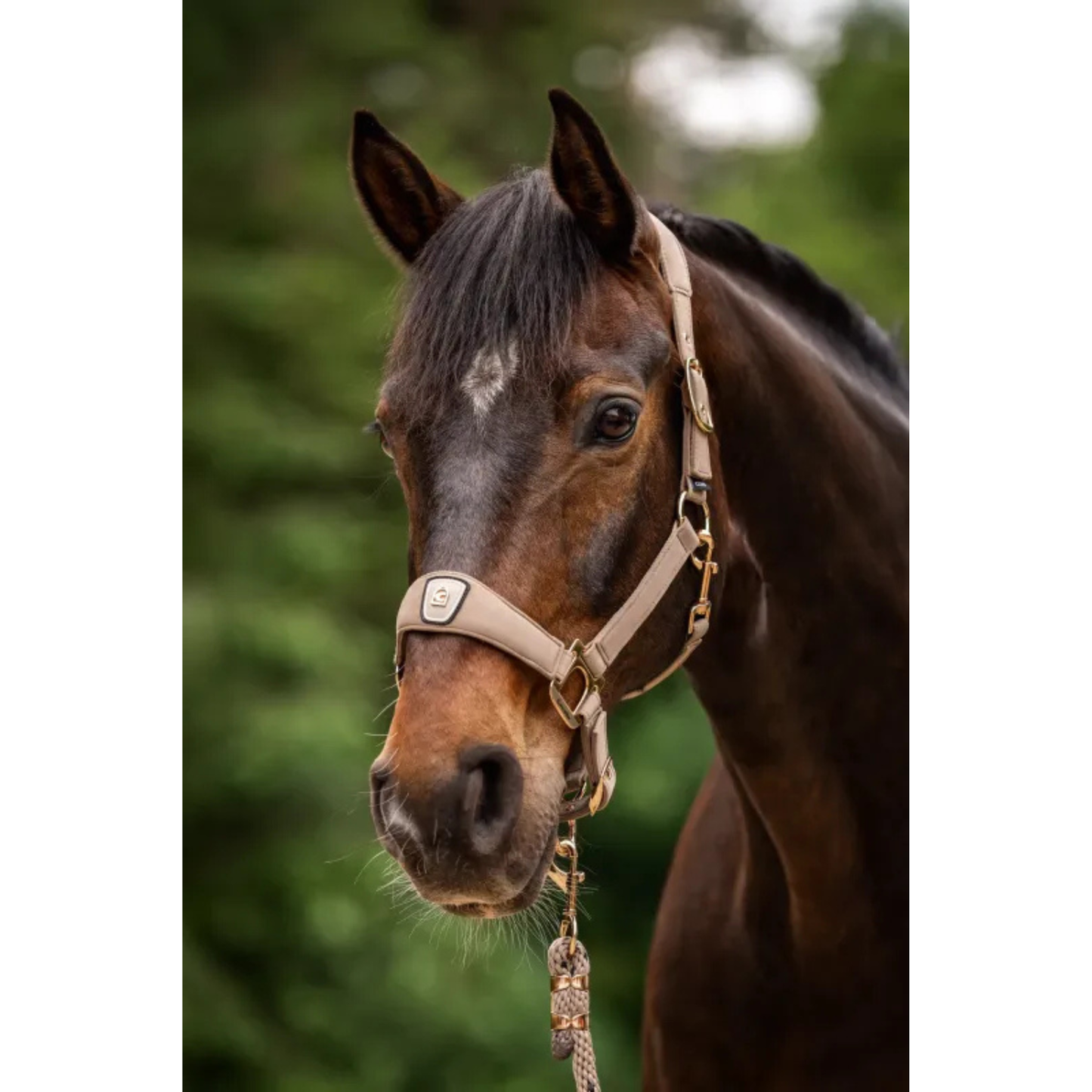 Cavallo CavalPawel Halter