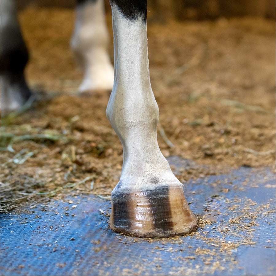 Nolian Hoof Safe Shine