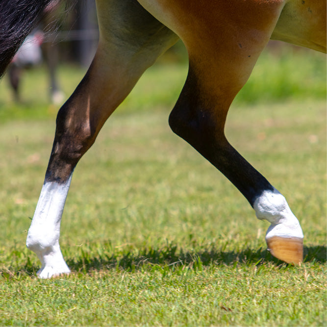 Equine White Sox