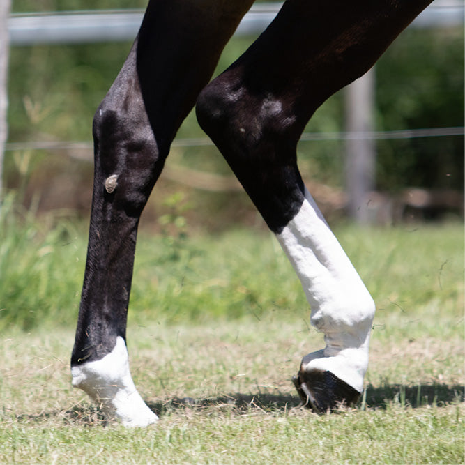 Nolian Equine White Sox