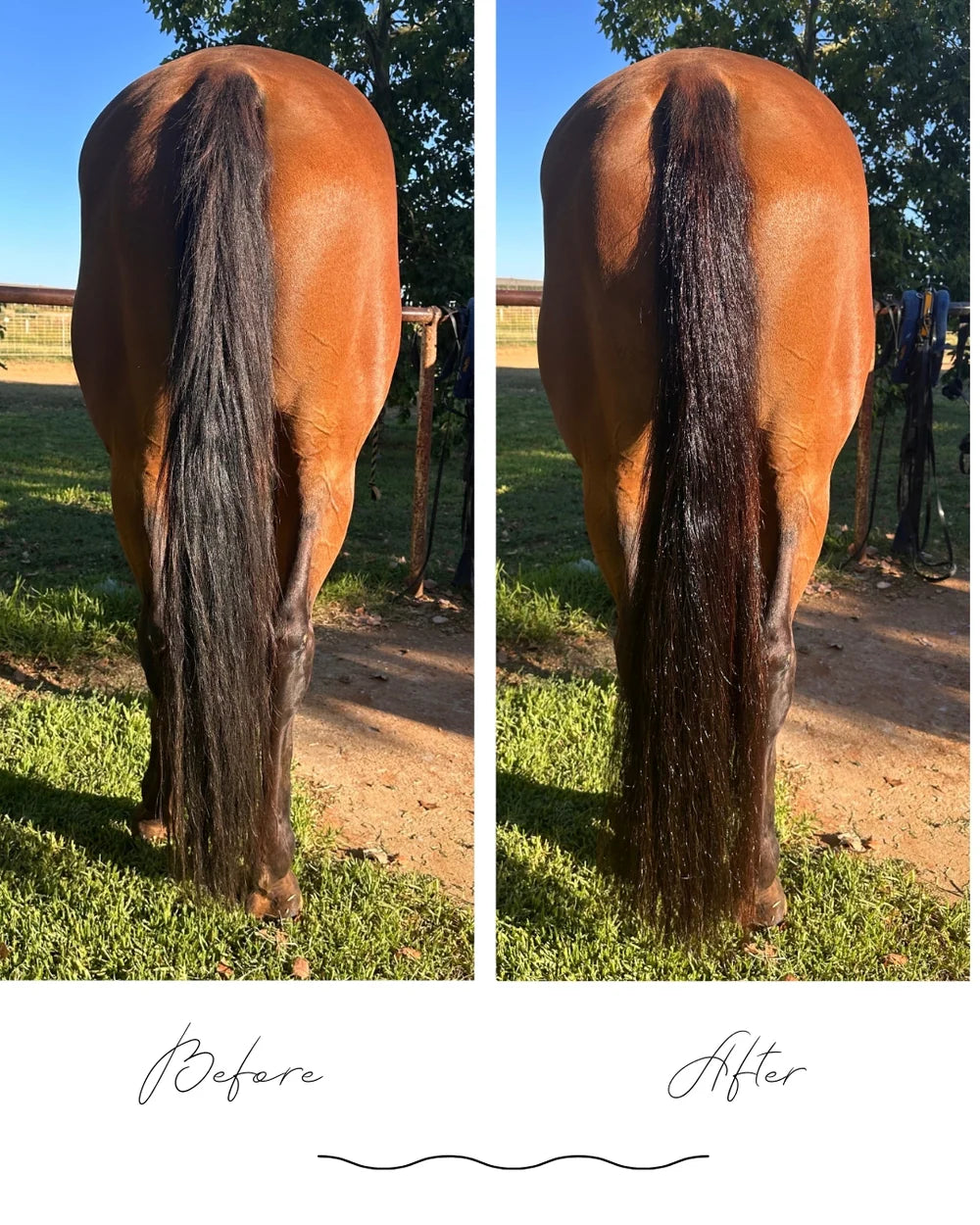 Horse Queened Detangle It