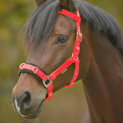 Waldhausen Lunging Cavesson - Light Weight - Full Red Only