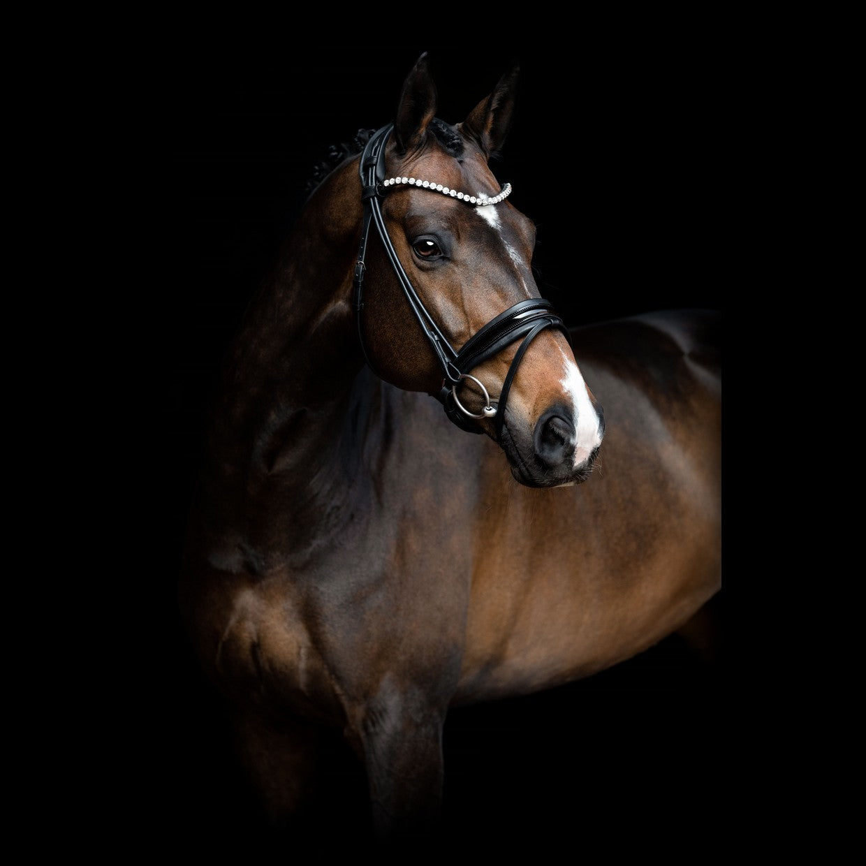 SD Design Zhivago Rolled Bridle - Black/Black Patent