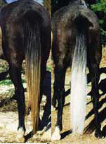 Champion Tails Ready Mix Stain Remover