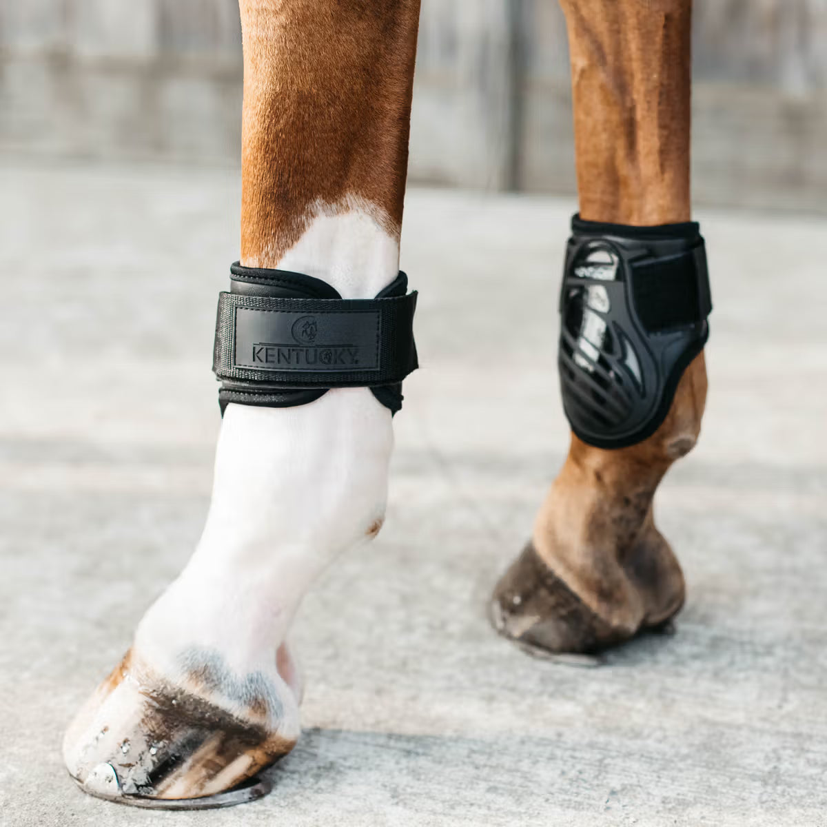 Kentucky Young Horse Fetlock Boots