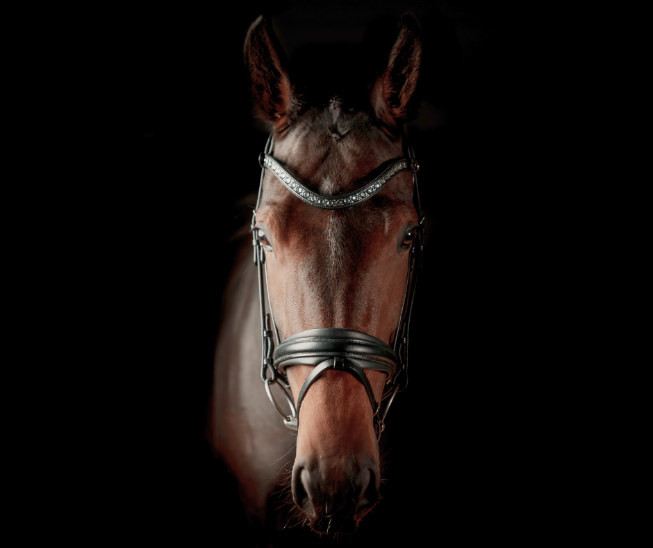 SD Design Antobello Bridle - Black