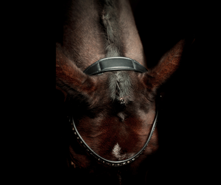SD Design Antobello Bridle - Black