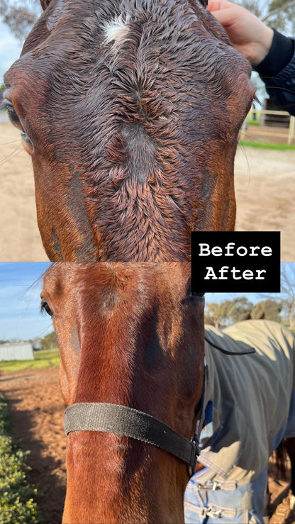 Horse Queened Soothe It