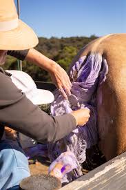 Hairy Pony Double Strength Purple Horse Shampoo