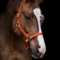 iDoggos - Biothane Horse Halter