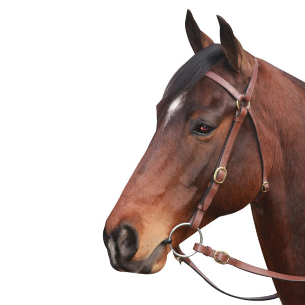 McAlister Barcoo Bridle