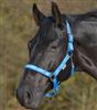 Halter Little Horses