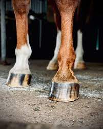 Buzz Balms Hoof Hydrator w Applicator